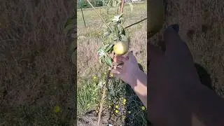 АНОМАЛИЯ. ЯБЛОНЯ ДАЁТ УРОЖАЙ И ЦВЕТ ОДНОВРЕМЕННО❤️