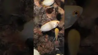 Самые красивые виды гурами 