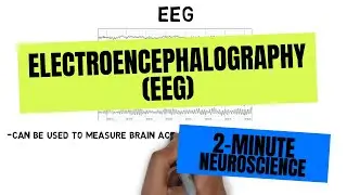 2-Minute Neuroscience: Electroencephalography (EEG)