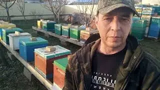СЕКРЕТ успешной зимовки и развития пчел