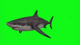 Fish Green Screen Effect kinemaster || No Copyright Video Chroma Key