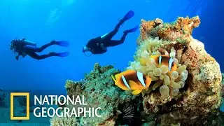 Морские глубины вместе с National Geographic / Документальный фильм National Geographic / 4K