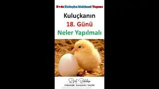 Kuluçkanın 18. Gününde Neler Yapılmalı? (Video 7)