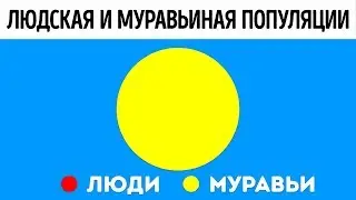 Что, если бы мы жили как муравьи