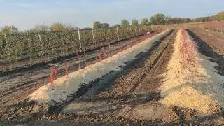 Голубика на грядах. Начало эксперимента. Краснодарский край.