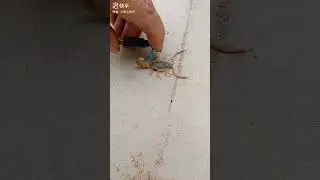 Скорпіон і напруга