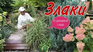 Злаки в дизайне сада. Важные нюансы при выборе ЗЛАКОВЫХ 