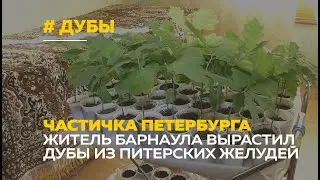 Барнаулец привёз 53 жёлудя из Санкт-Петербурга и вырастил дубы