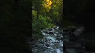 Calming Autumn Sunrise and Stream water sound in deep Jungle #Shorts