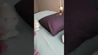 Tatlı Kedi İple Oynuyor
