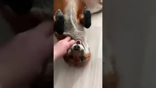 Когда завел лису😂😂😂