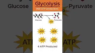 ATP production in glycolysis #shorts #biology #glycolysis