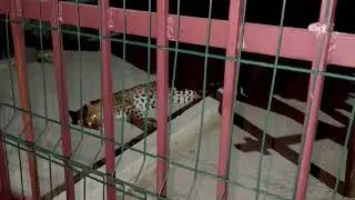 ❤️Красавица и любимица Пандора. 