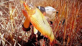 CATCH 4 RATES OF CATCH IN AN HOUR! Crazy bite of carp and catfish! I cook my ear