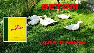 🐔🐥🐥ПРИМЕНЕНИЕ БИОПРЕПАРАТА ВЕТОМ ДЛЯ ЦЫПЛЯТ И ДРУГОЙ ПТИЦЫ