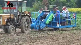 Уборка картофеля комбайном Krukowiak Pyrus | Potato harvesting with the Krukowiak Pyrus combine