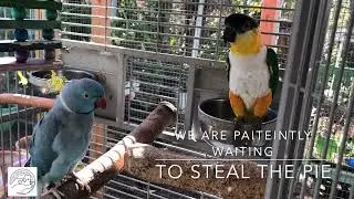 Waiting for Pie | Sanctuary | caique | Rescue