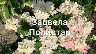 ЗАЦВЕЛА ПОЛИСТАР, самая ранняя метельчатая гортензия.