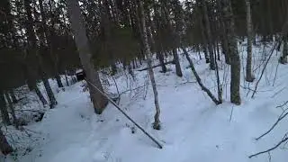 Охота на куницу капканами/ Малый путик / куница в КА-2