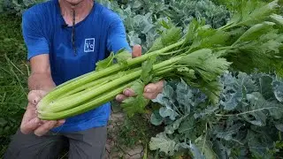 From Farm to You: Celery