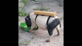 Свинья   