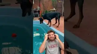 Este perro ARRIESGÓ SU VIDA por una PELOTA 🐶⚾ 