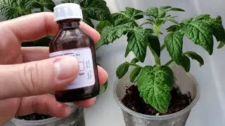 Я ОБАЛДЕЛ! У ТОМАТОВ И ПЕРЦА СТЕБЕЛЬ ТОЛЩЕ ПАЛЬЦА! СПАСИБО БАБУШКЕ ЗА ЭТУ НАТУРАЛЬНУЮ ПОДКОРМКУ
