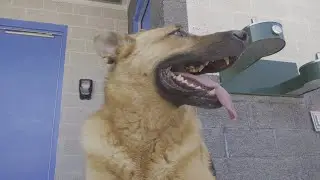 Shelter Dogs Doggy Paddle at Their Own Pool Party