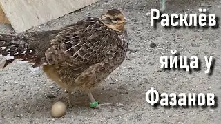Are the pheasants eating their eggs? What to do? It's simple.
