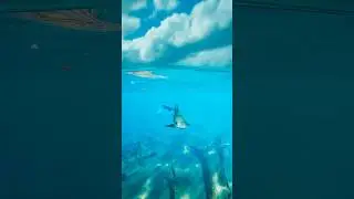 Учитесь плавать с акулами! В самом реалистичном дайвинге для виртуальной реальности Subside 