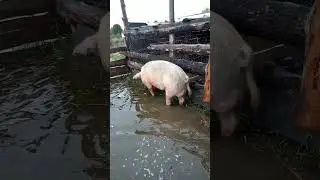 Спасательная операция!! #pig #озеро #рыбалка #лето