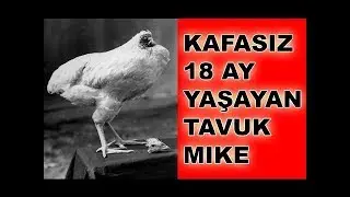 Başsız Tavuk Mike Yaşanmış Olay