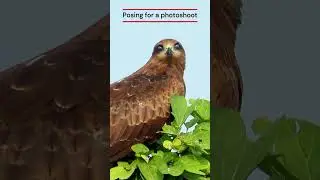 Majestic Kite 