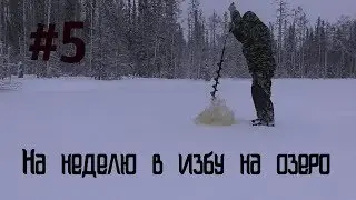 На неделю в избу/на буксе Койра/жерлицы/капканы/5 часть