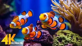 Aquarium 4K VIDEO (ULTRA HD) 🐠 Beautiful Coral Reef Fish - Relaxing Sleep Meditation Music #41