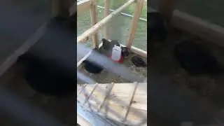 Chicks!!!