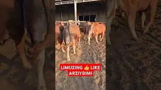 LIMUZING BUQALR 7 DONA SOTILADI ☎️998208505.