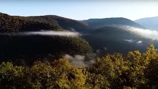 The Forest | Keystone Stories