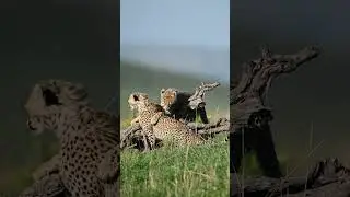 Playful Cheetahs: Kenya