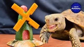 ASMR Tortoise Attacking Windmill 🐢56 | Animal ASMR