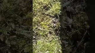 Поилки для пчел.