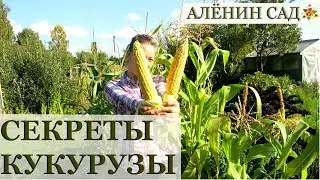 КУКУРУЗА все секреты выращивания! / Как выращивать кукурузу