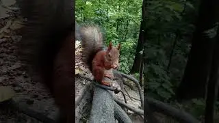 Шишка для белки / A bump for a squirrel