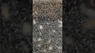 Diligent HoneyBees 