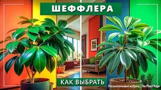 Как выбрать шеффлеру: Лучшие виды для дома