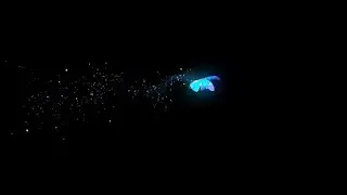 Butterfly overlay 2d animation C4D AE  butterfly AL Aashish Lokhande