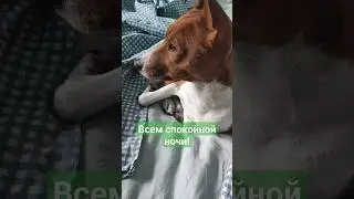 Колыбельная для басенджи 
