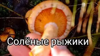 Как солить грибы Рыжики. Как выглядят грибы рыжики. Солим рыжики холодным способом