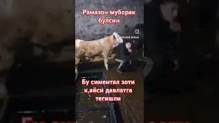 симентал бука бокиш сирлари
