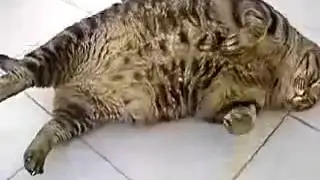 Кот объелся котлет Юмор! Прикол! Смех